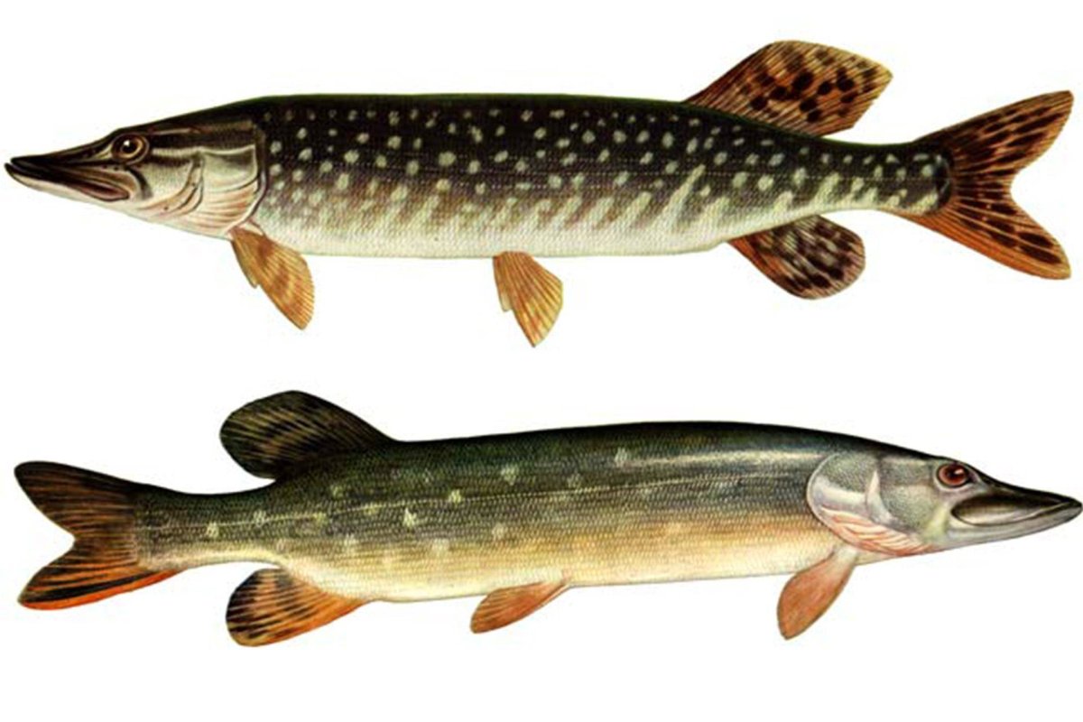 Обыкновенная щука (Esox Lucius)