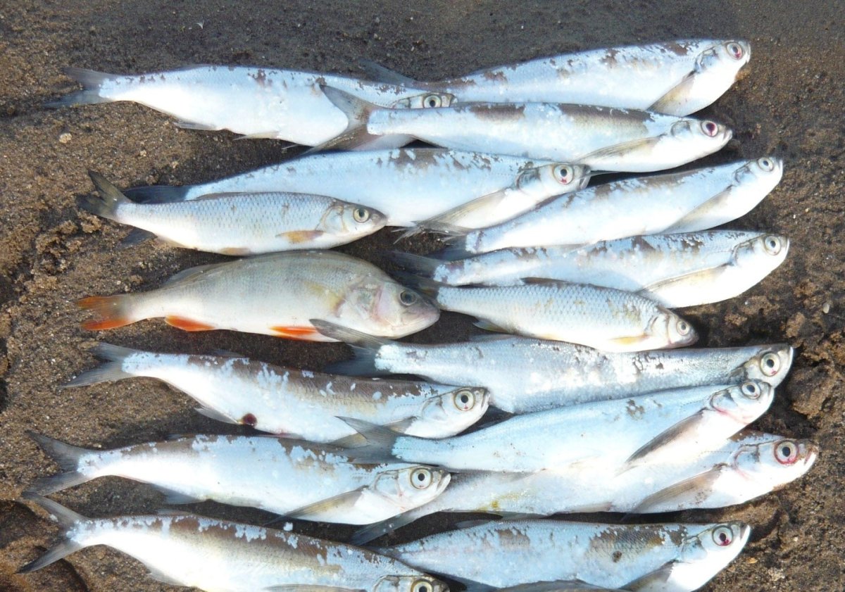 Рыбалка на чехонь