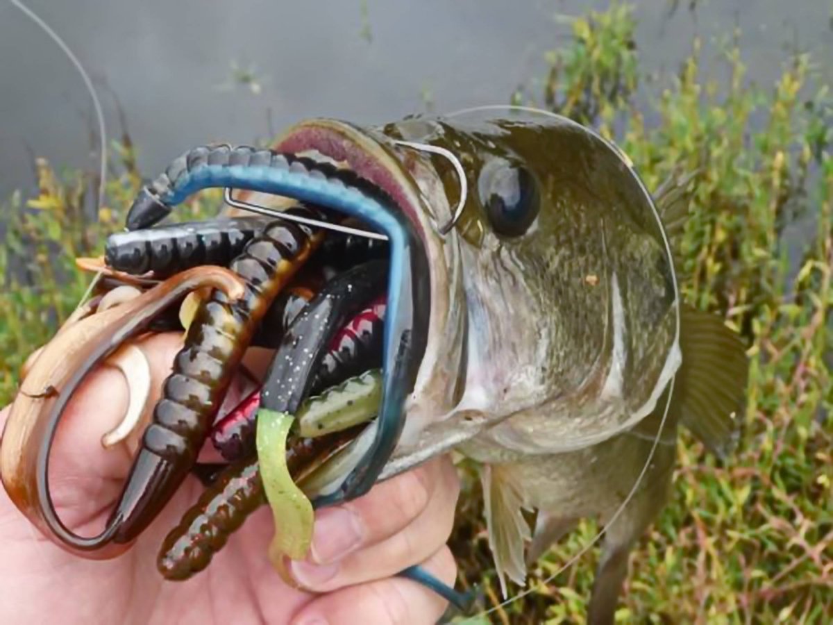 Атлантический осетр Acipenser sturio