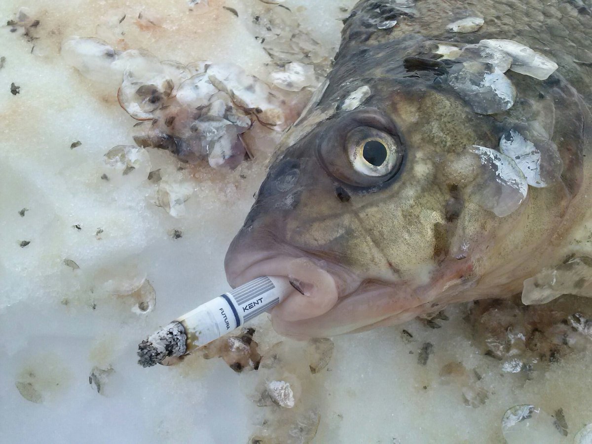 Художник Дегтев Александр рыбалка