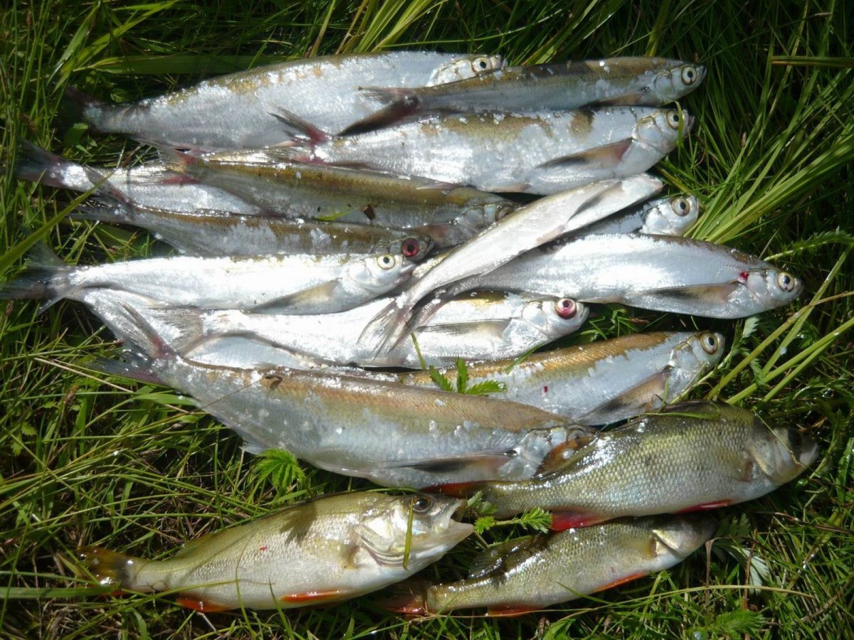 Чехонь Живая