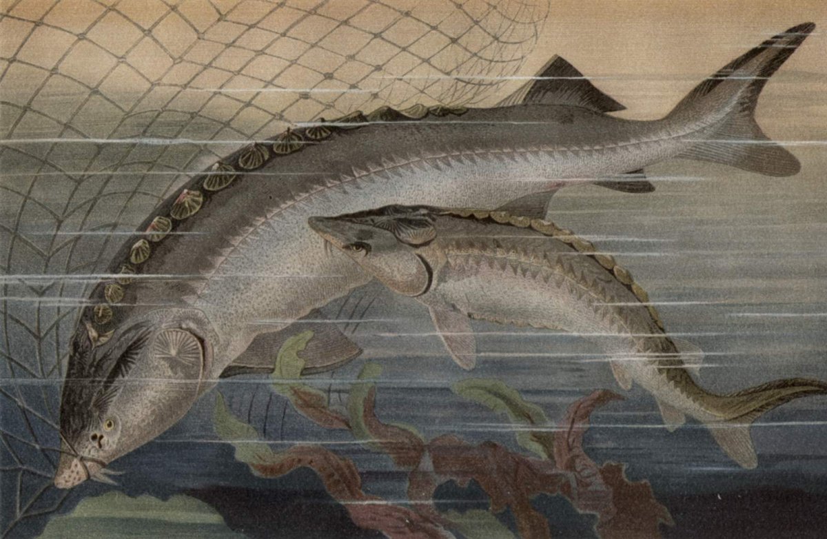 Осетр живопись