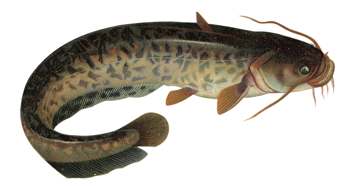 Рыба налим и рыба сом