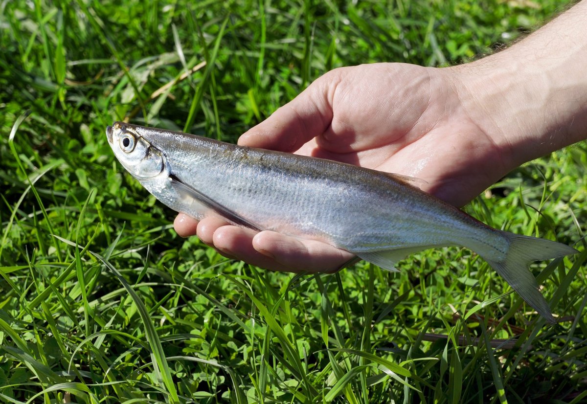 Чехонь Pelecus cultratus