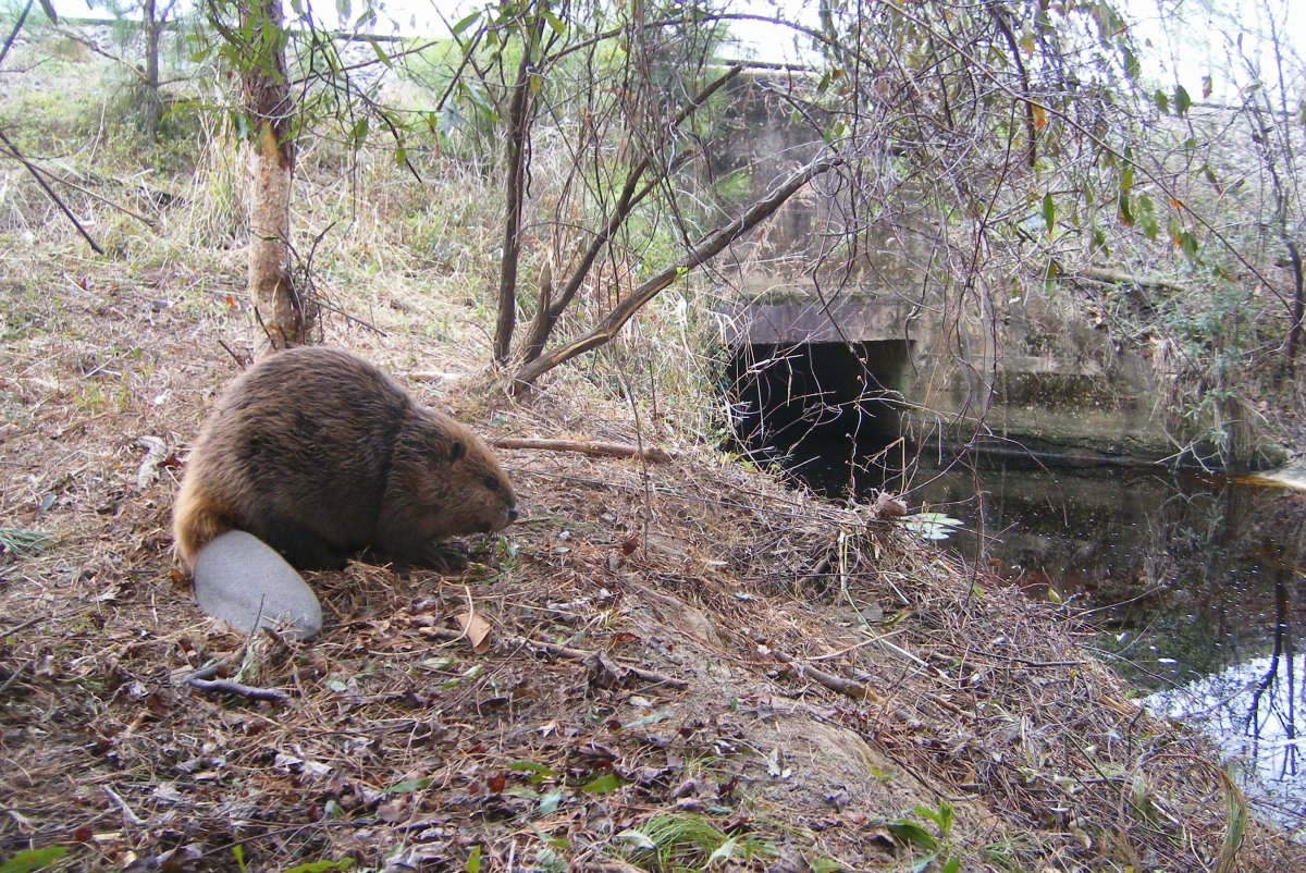 Бобриха члив