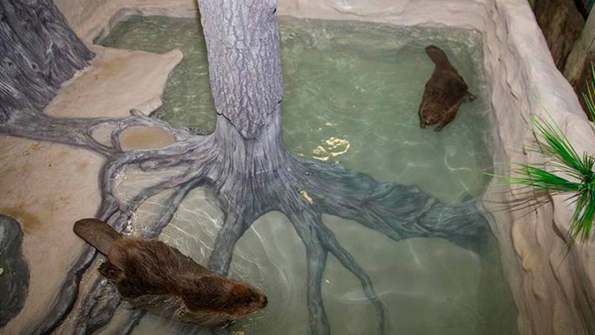 Воронежский биосферный заповедник Бобровый городок