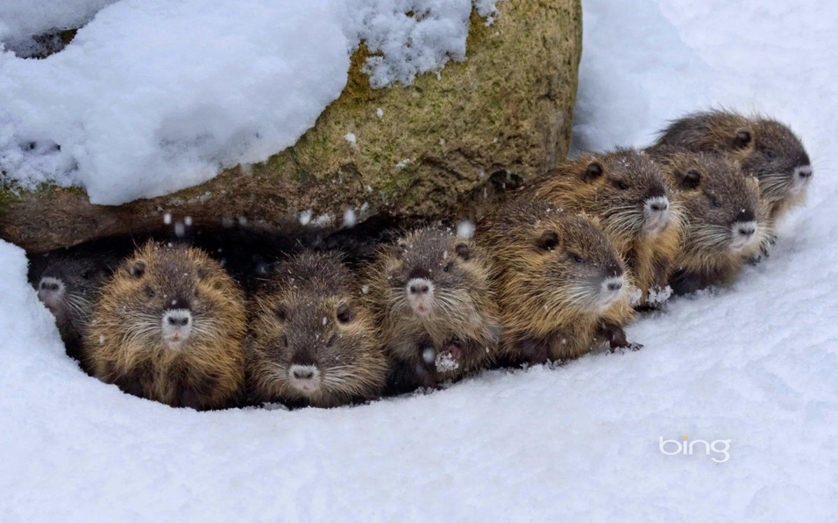 Бобры зимой