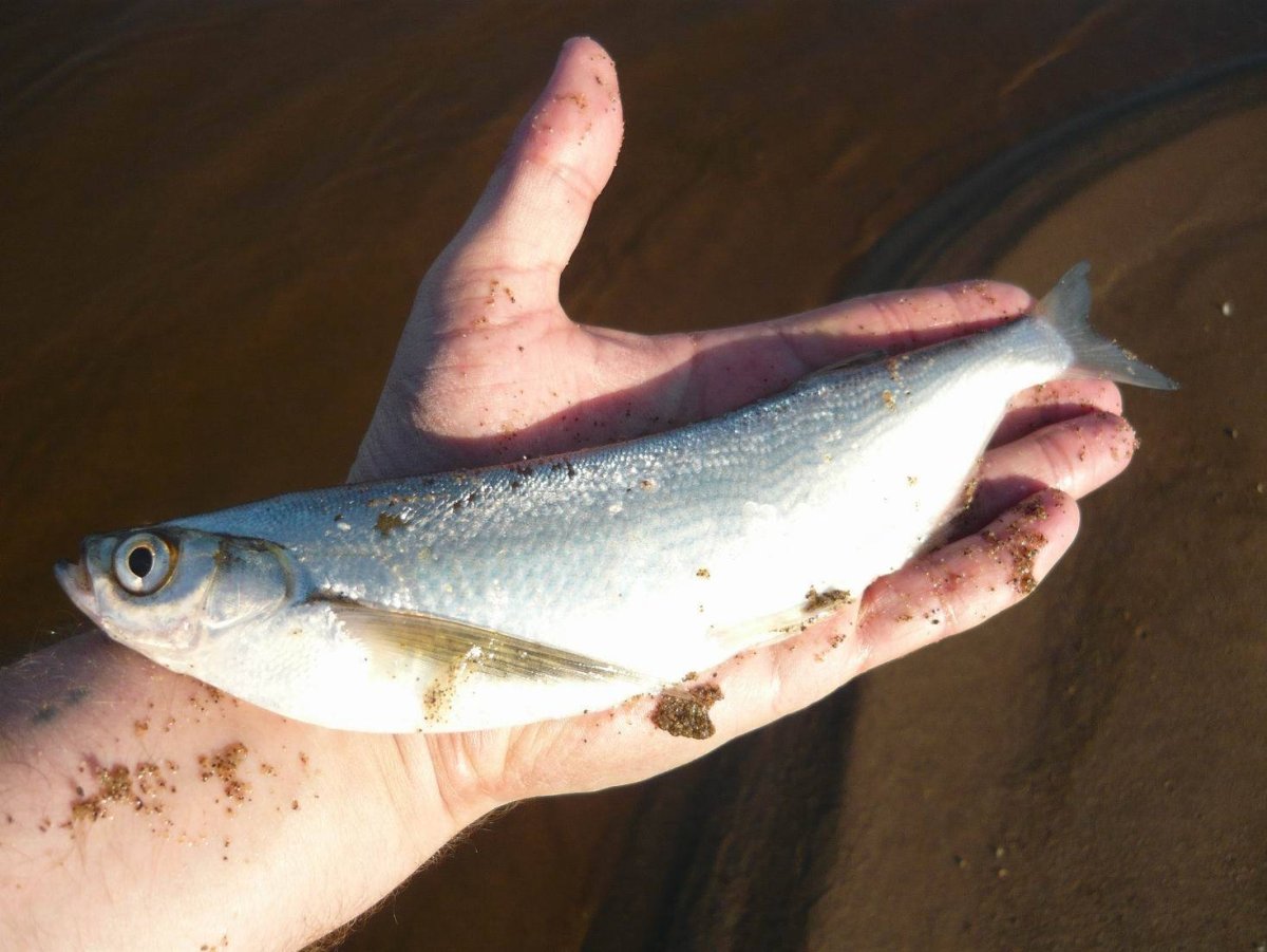 Речная рыба чехонь