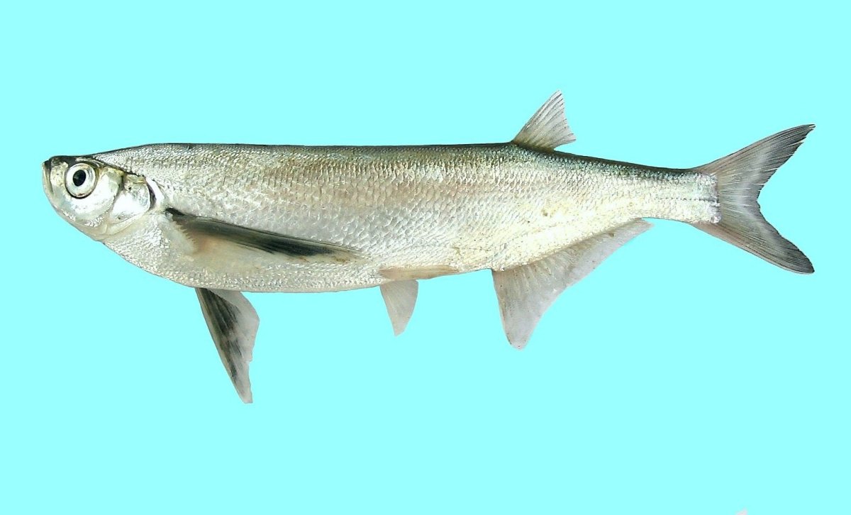 Чехонь Pelecus cultratus