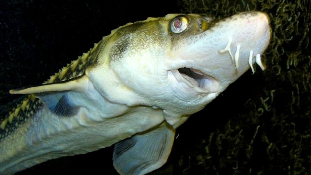 Бычок ротан