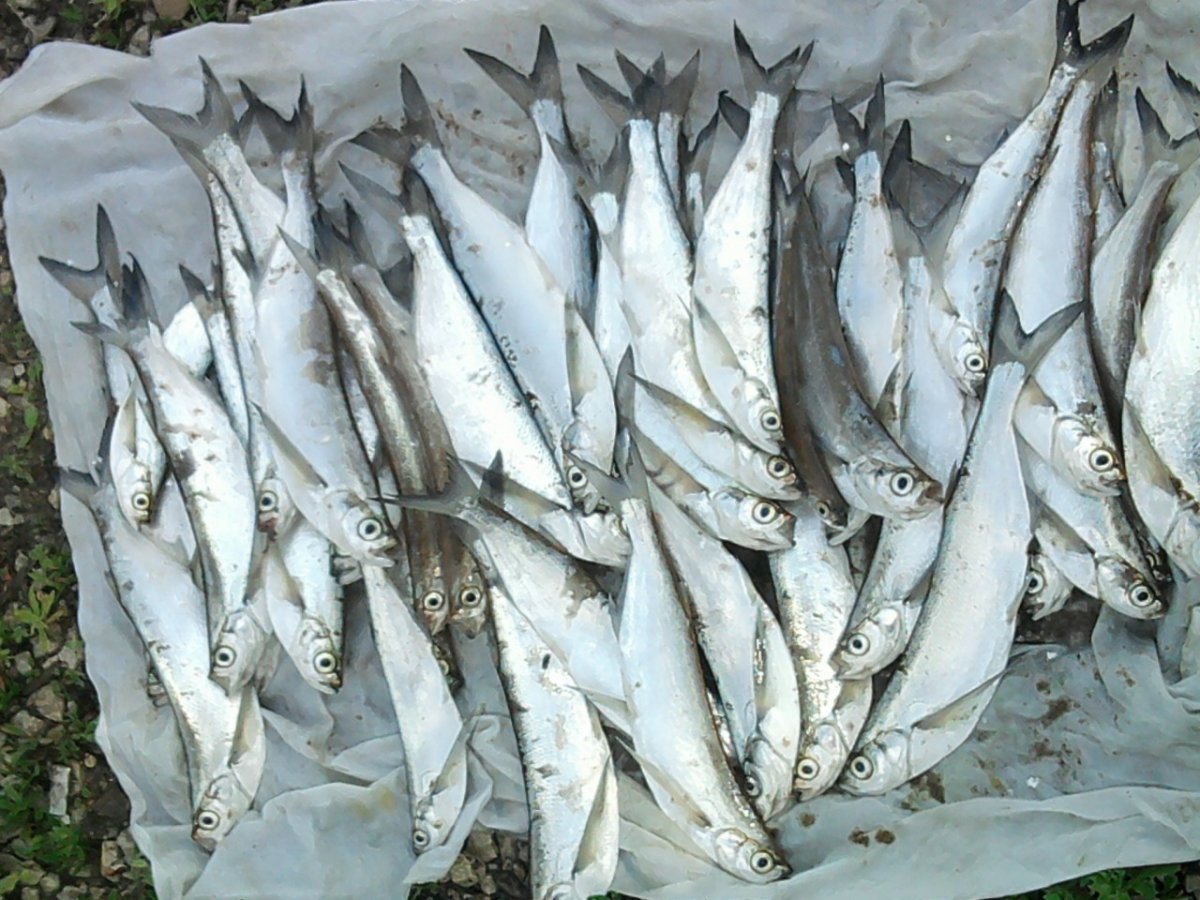 Чехонь рыба