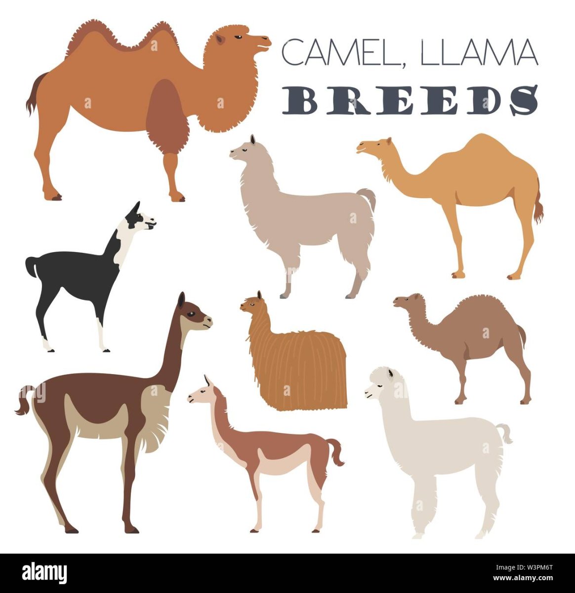 Верблюд и лама коллаж