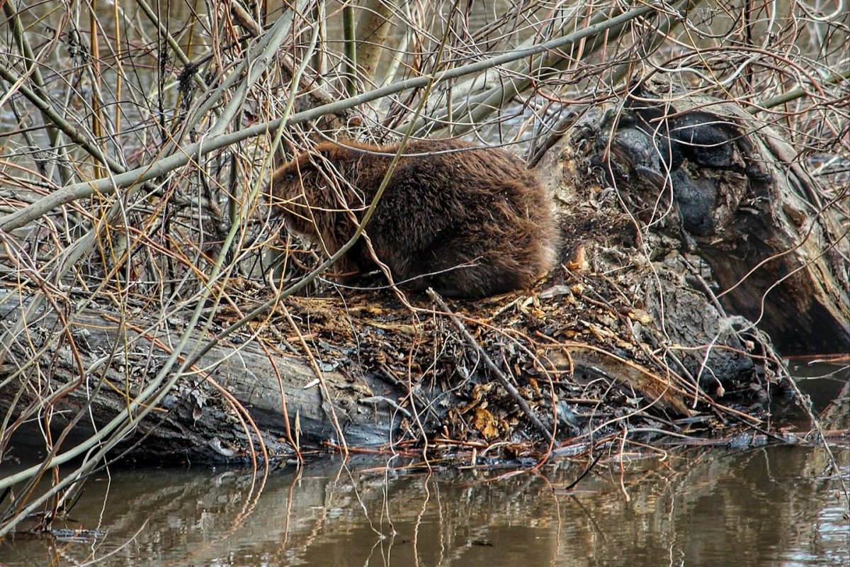 Воронинский заповедник бобер