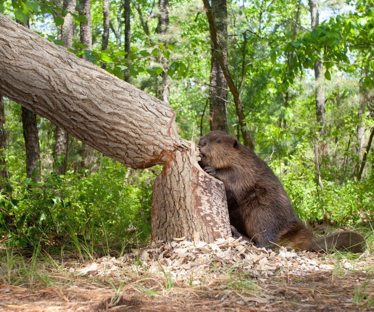 Денежкин камень Речной бобер