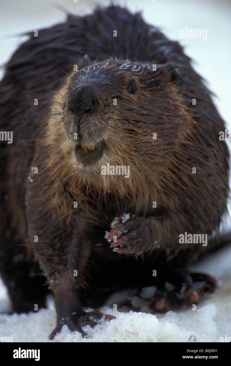 Довольный бобер