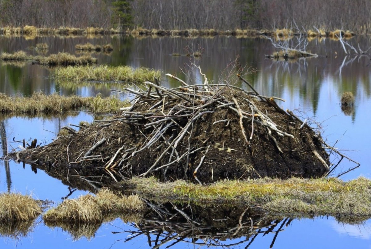 Бобр плотина хатка