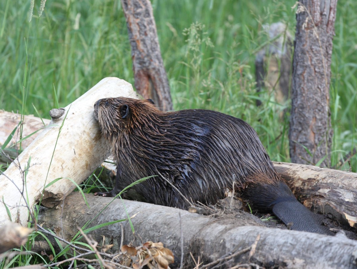 Бобер строит