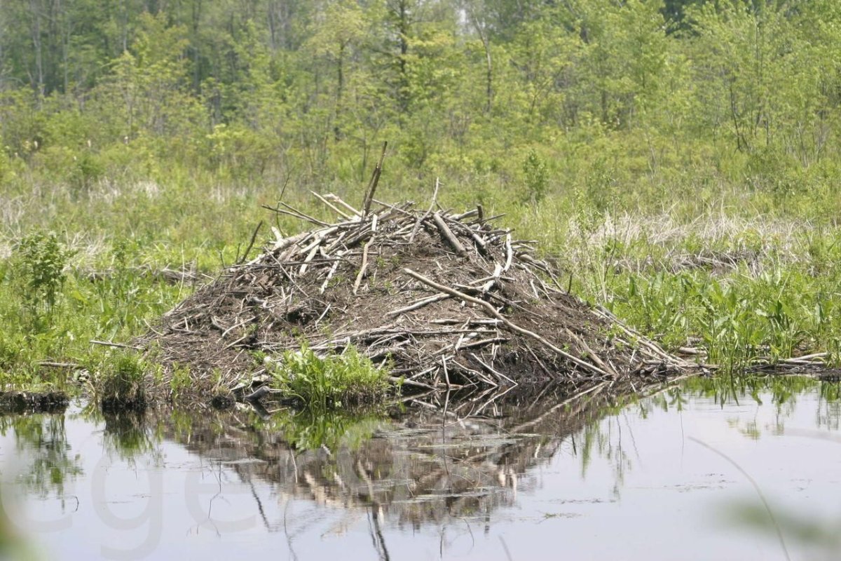Жилище бобра хатка