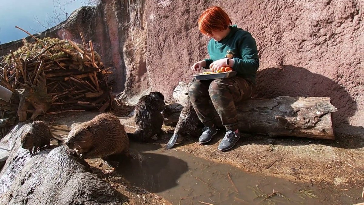 Бобры в Московском зоопарке