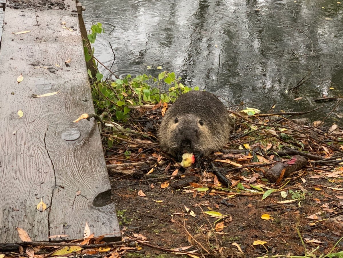 Нутрия с плоским хвостом
