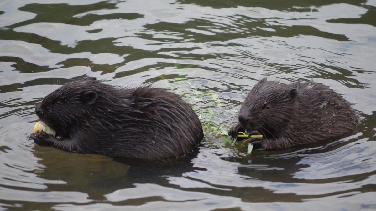 Бобры в Москве