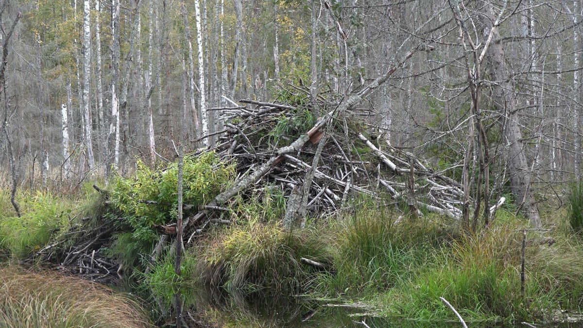 Плотина Бобров