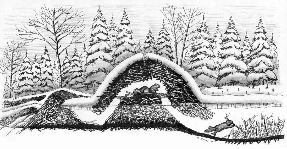 Схема плотины и хатки бобра