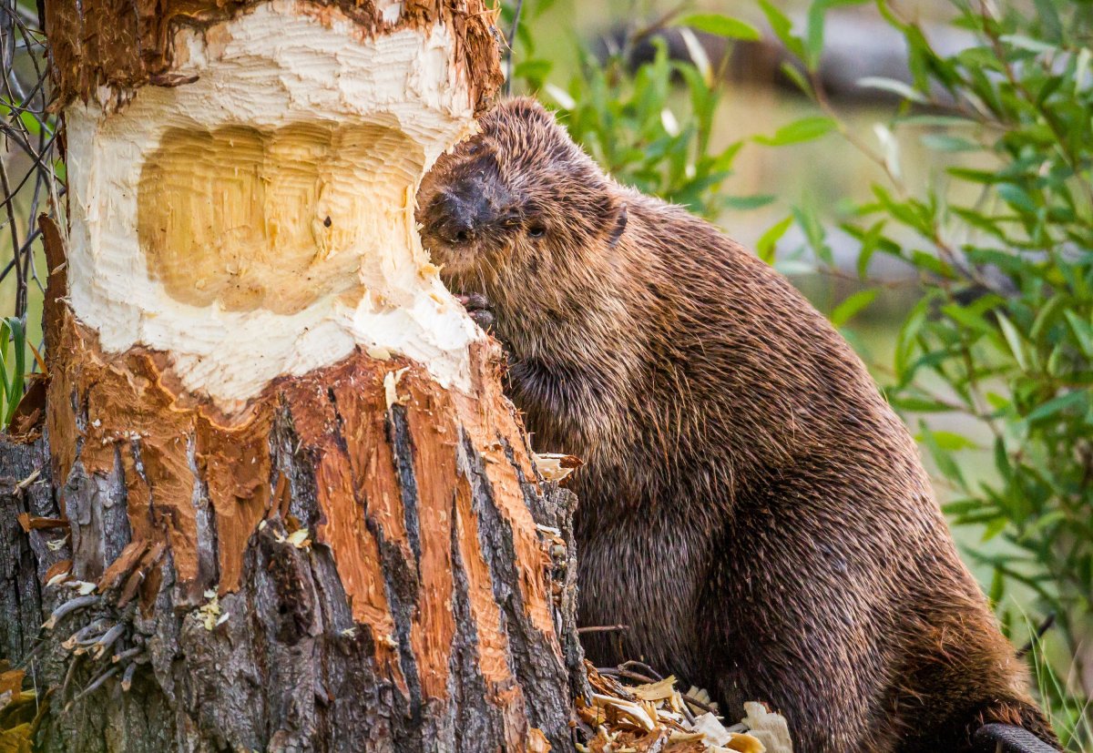 Канадский Бобр (Castor canadensis)