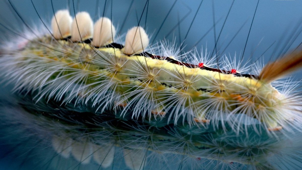 Гусеница с волосинками