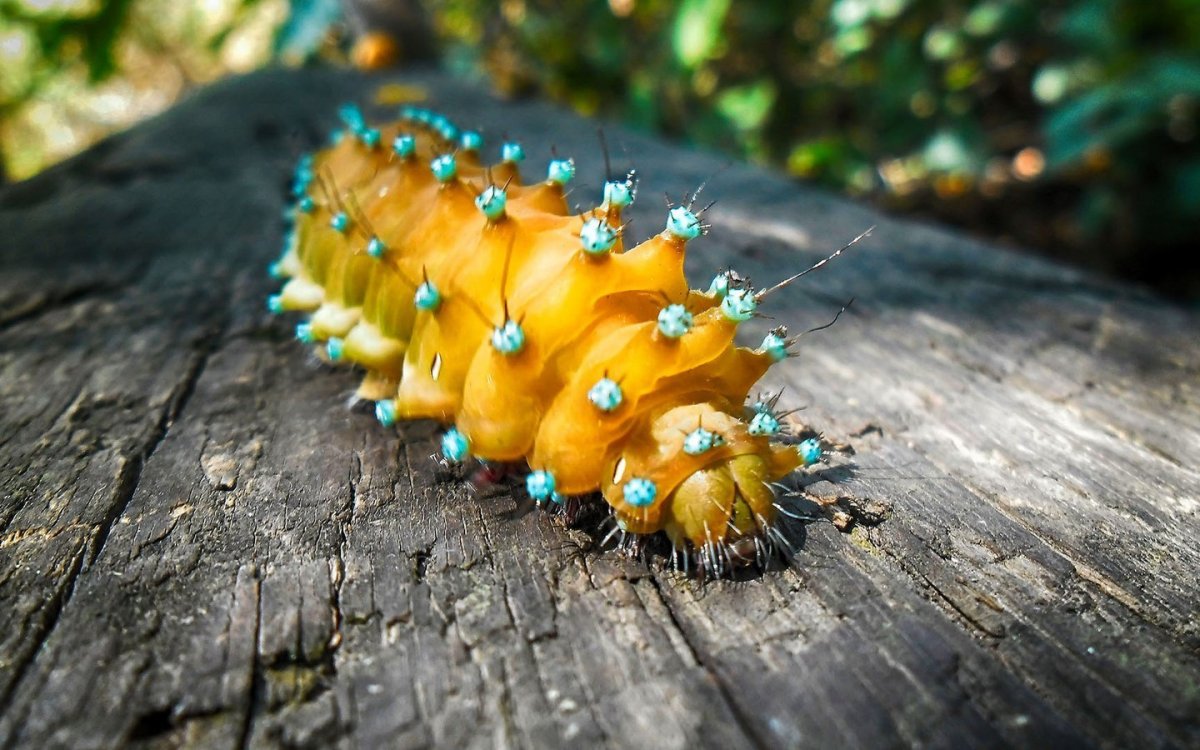 Гусеница Катерпиллер бабочка