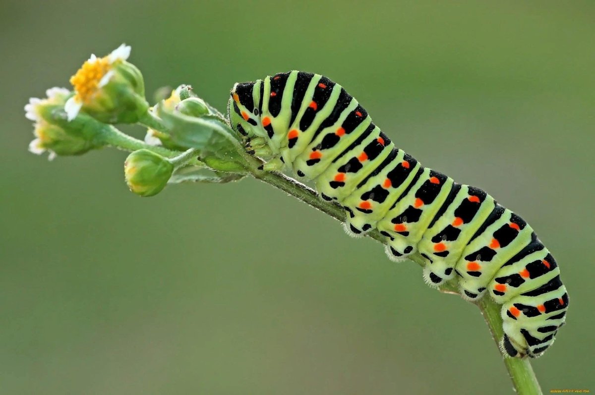 Изображение гусеницы