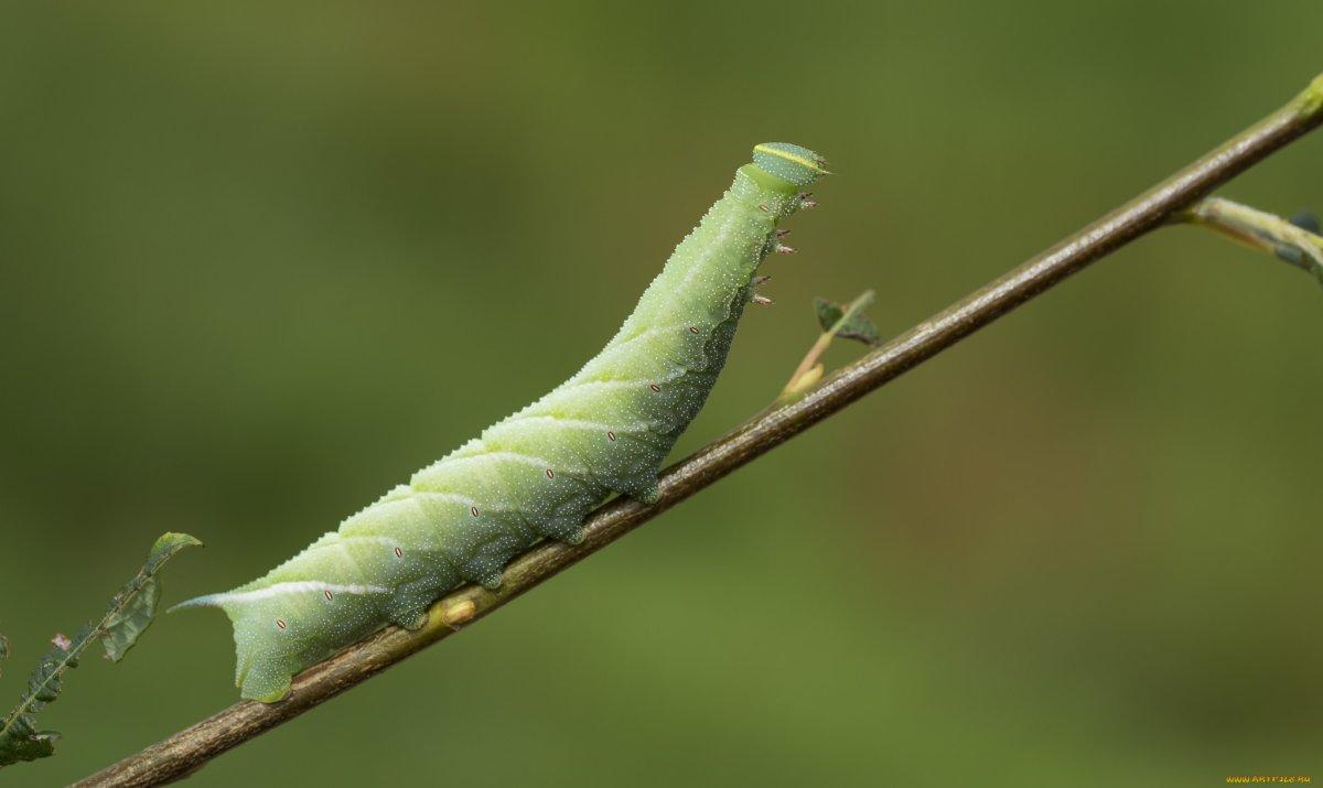 Hawk Moth Caterpillar гусеница