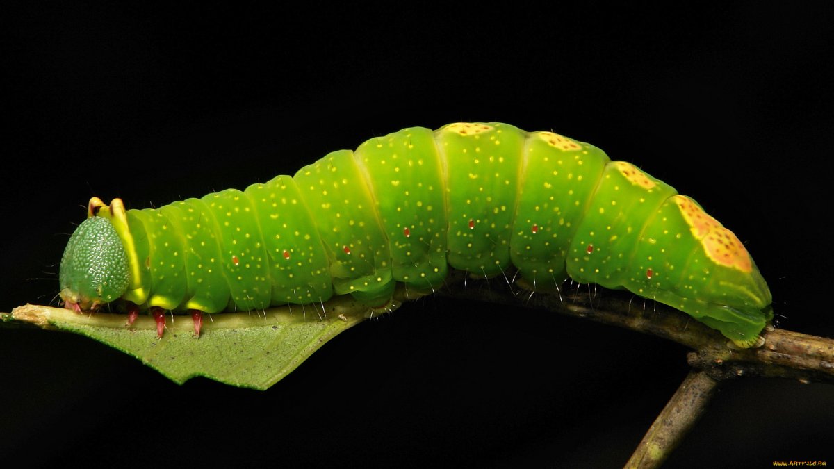 Гусеница арт