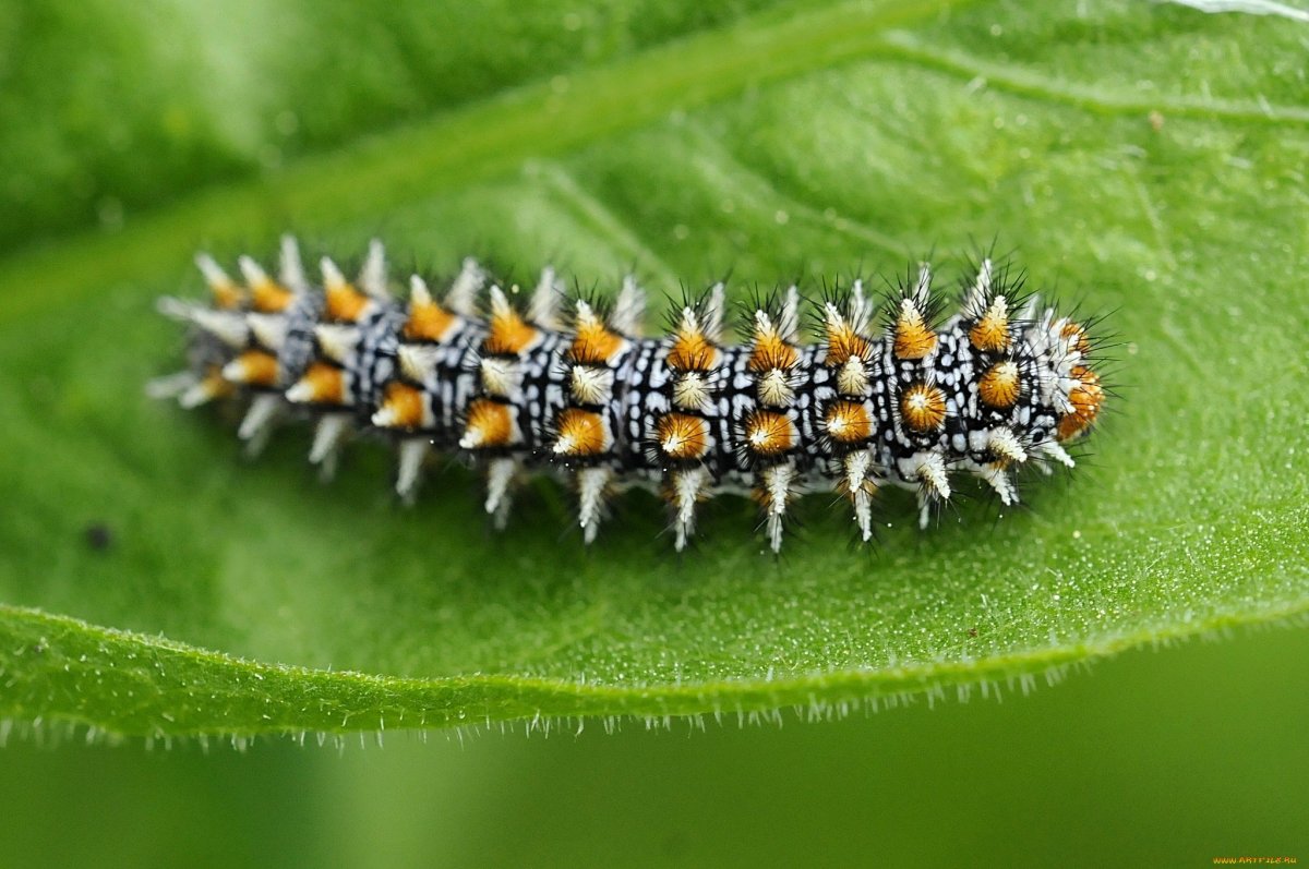 Необычные гусеницы