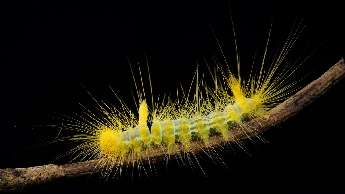 Гусеница желтая красивая