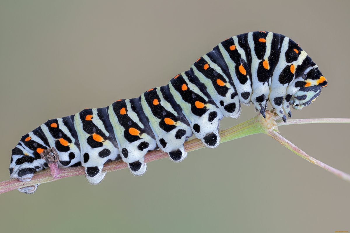 Стилизованные гусеницы