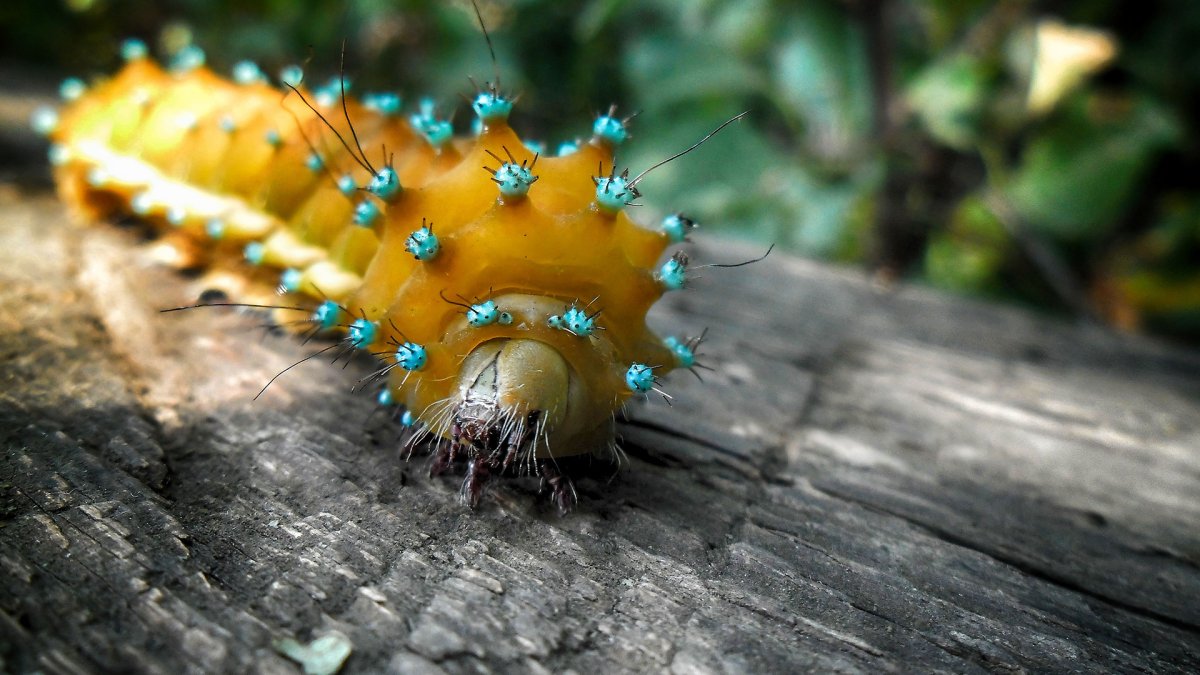 Иглобрюх насекомое гусеница