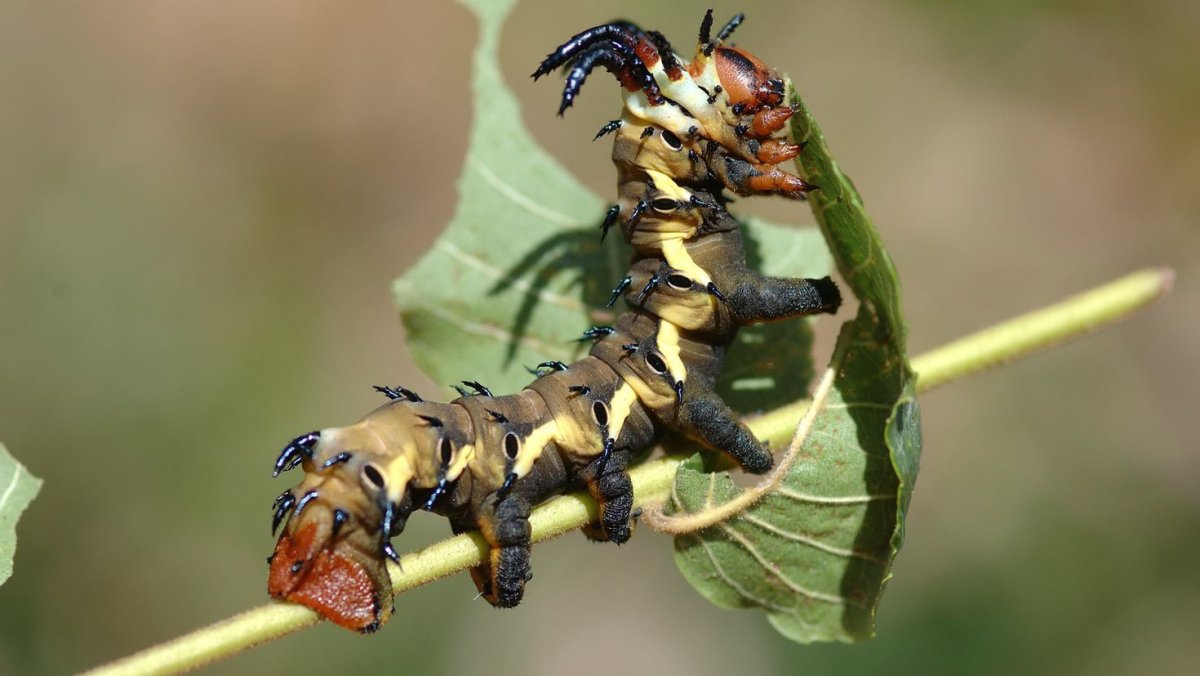 Гусеница бабочки Carthaea saturnioides