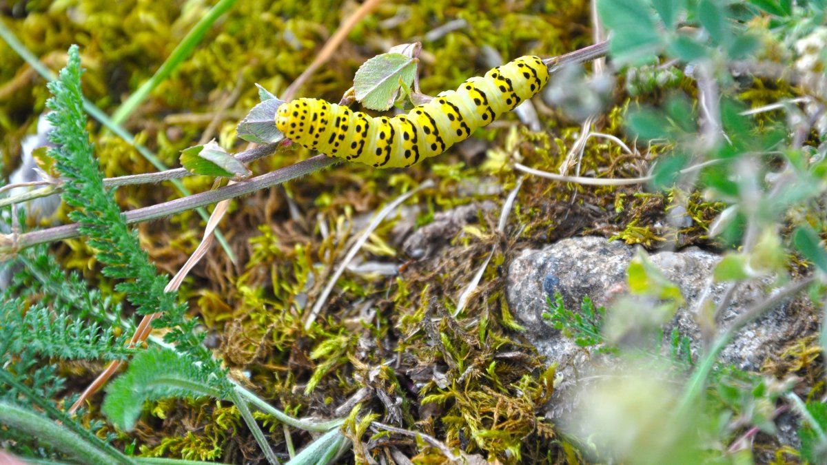 Желтая гусеница Катерпиллер