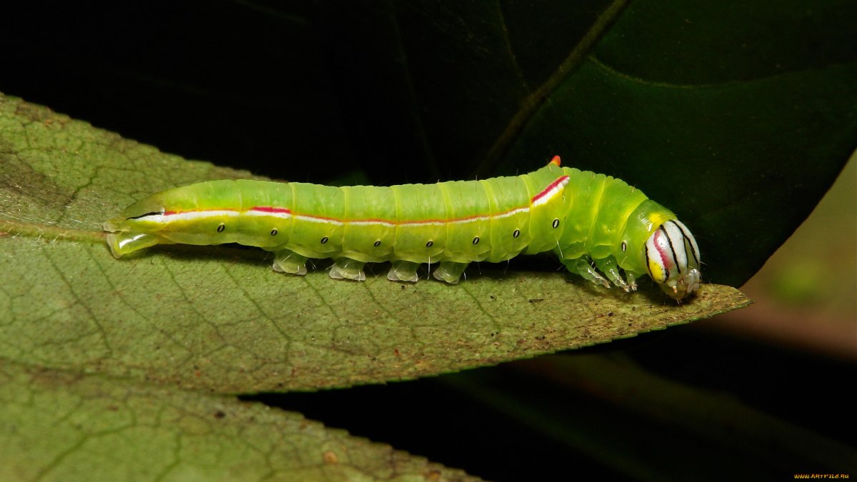 Гусеница на листочке