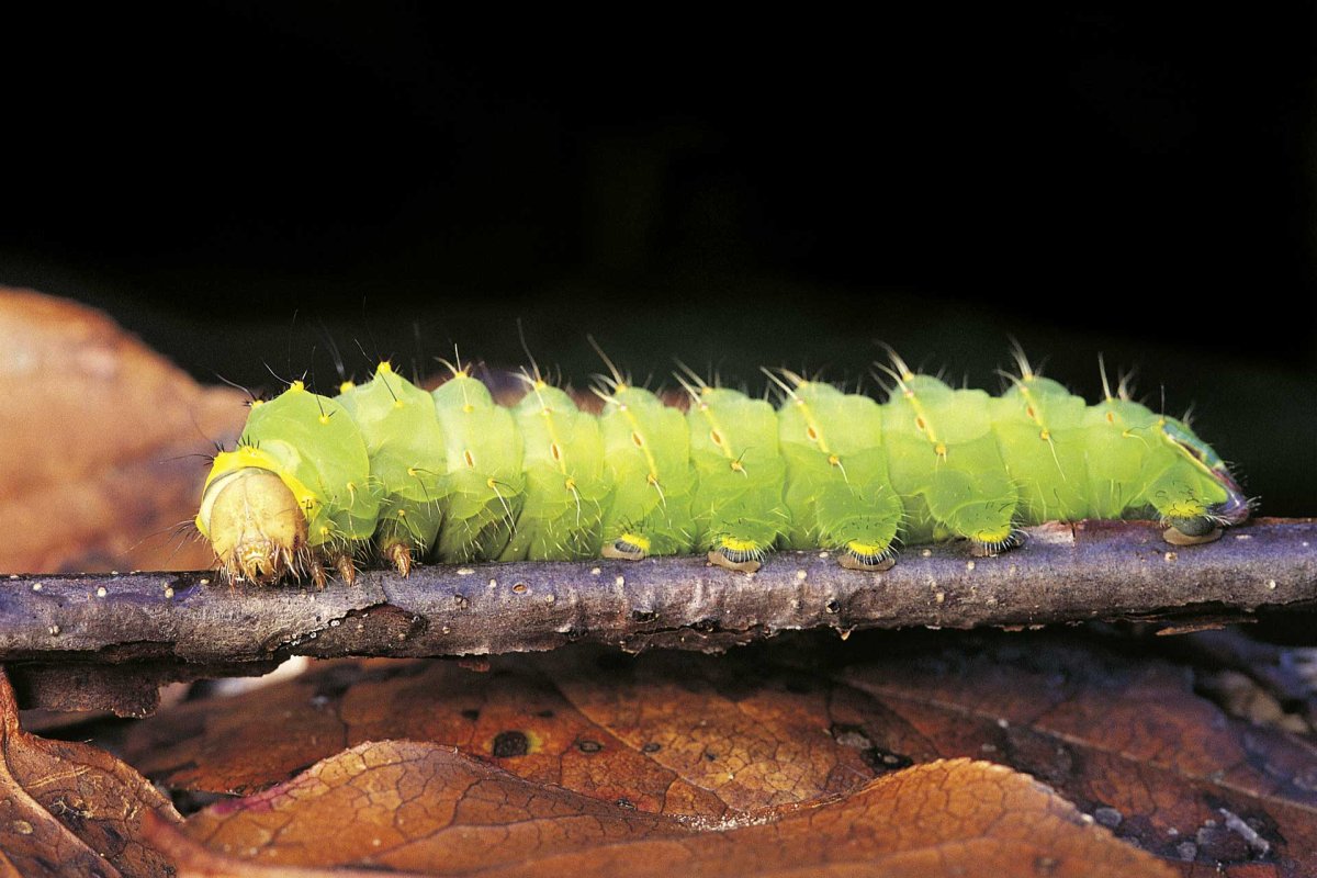 Гусеницы полифаги