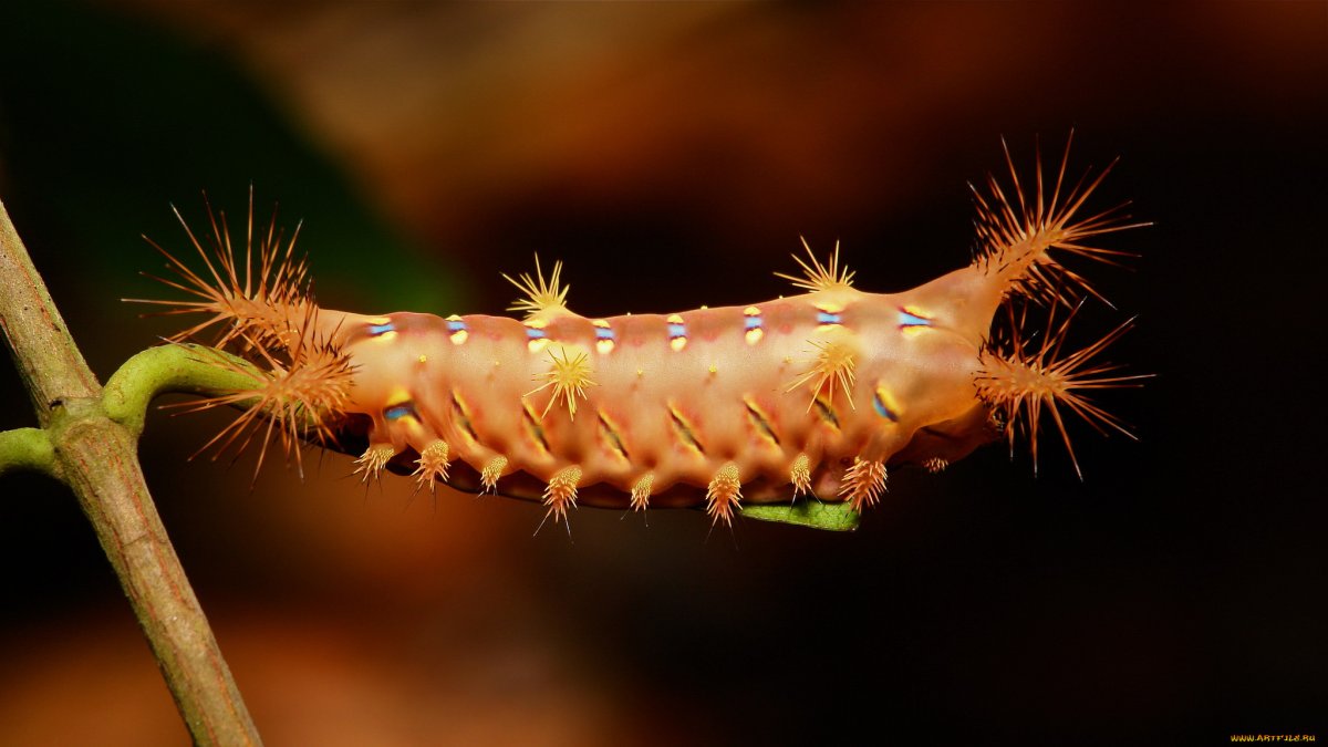 Павлиноглазка Артемида гусеница