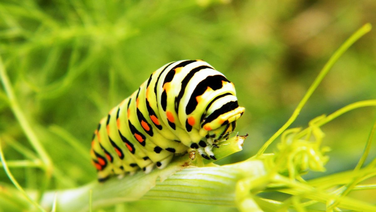 Beautiful Caterpillar