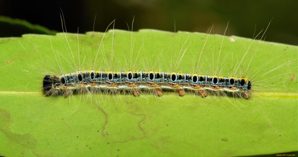 Движение гусениц по листку