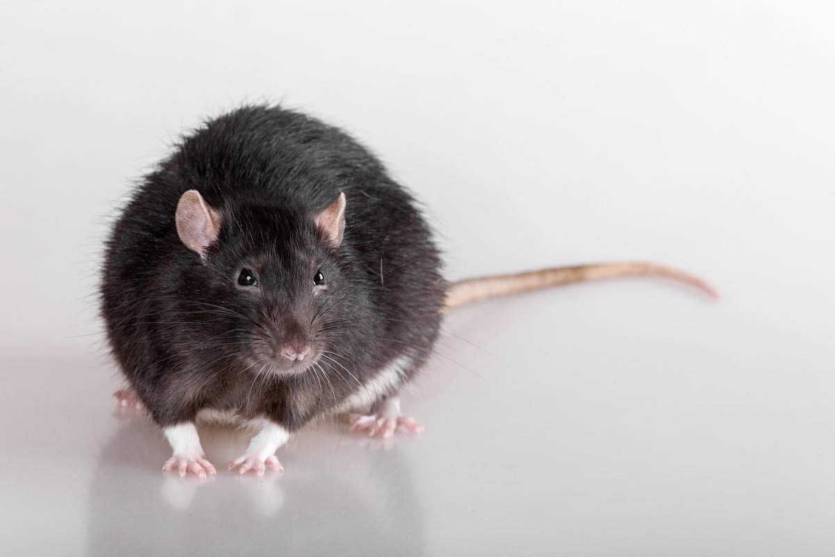 Ручная крыса