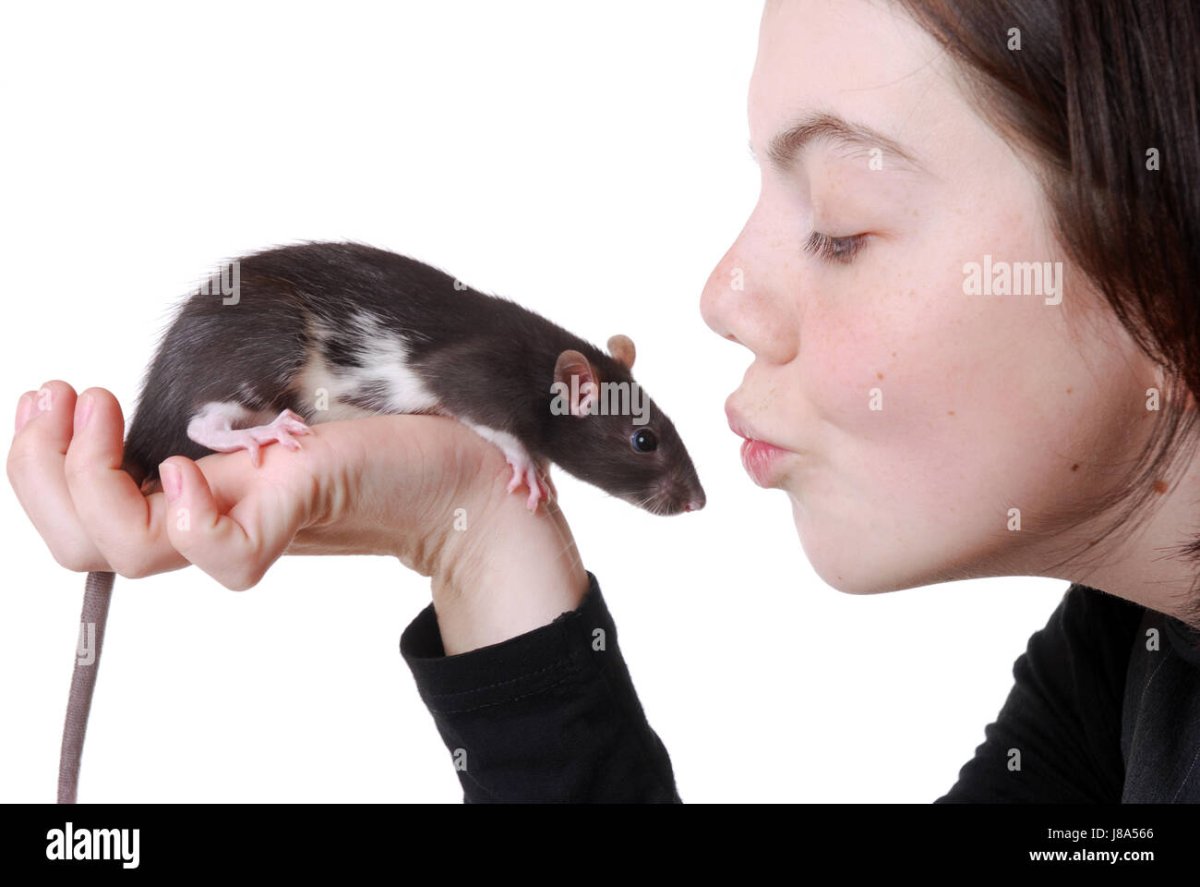 Крыса чёрная домашняя