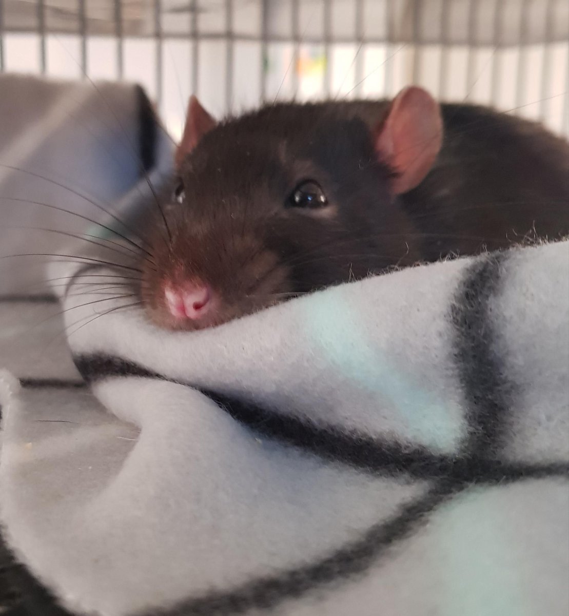 Капюшоновая крыса