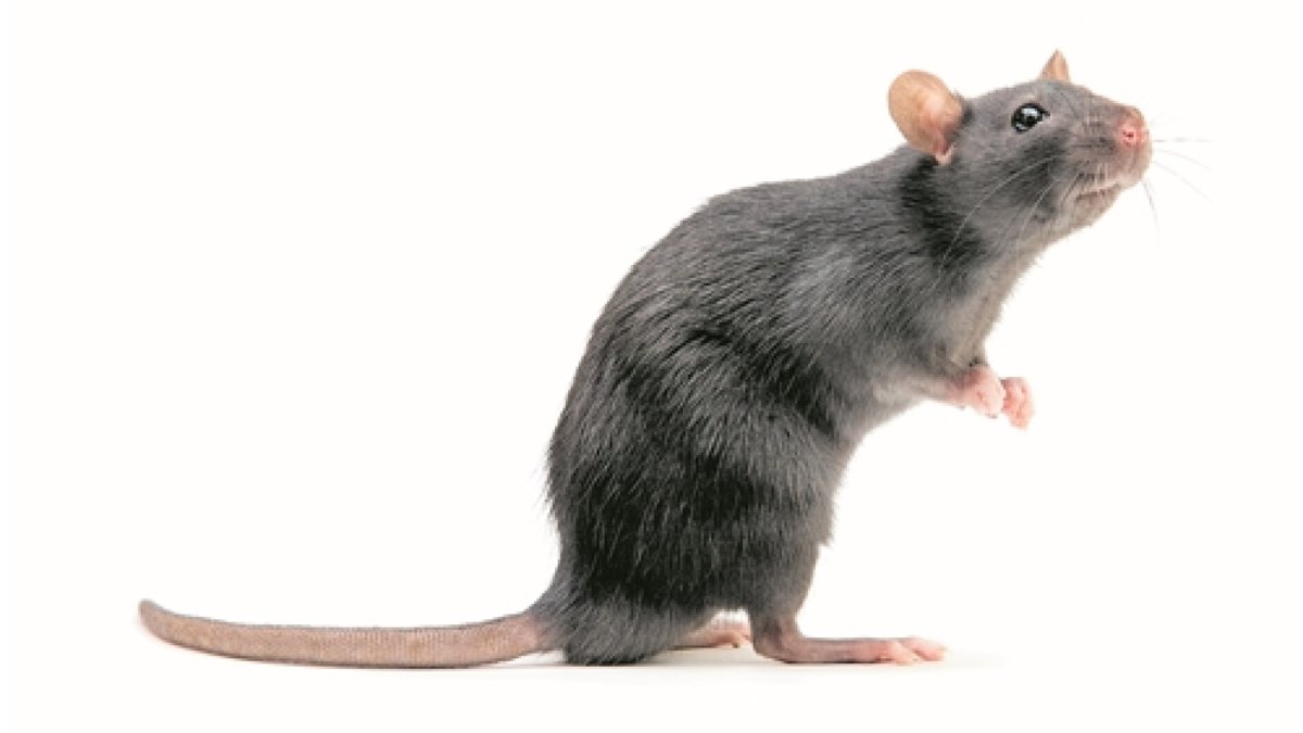 Две милые крысы