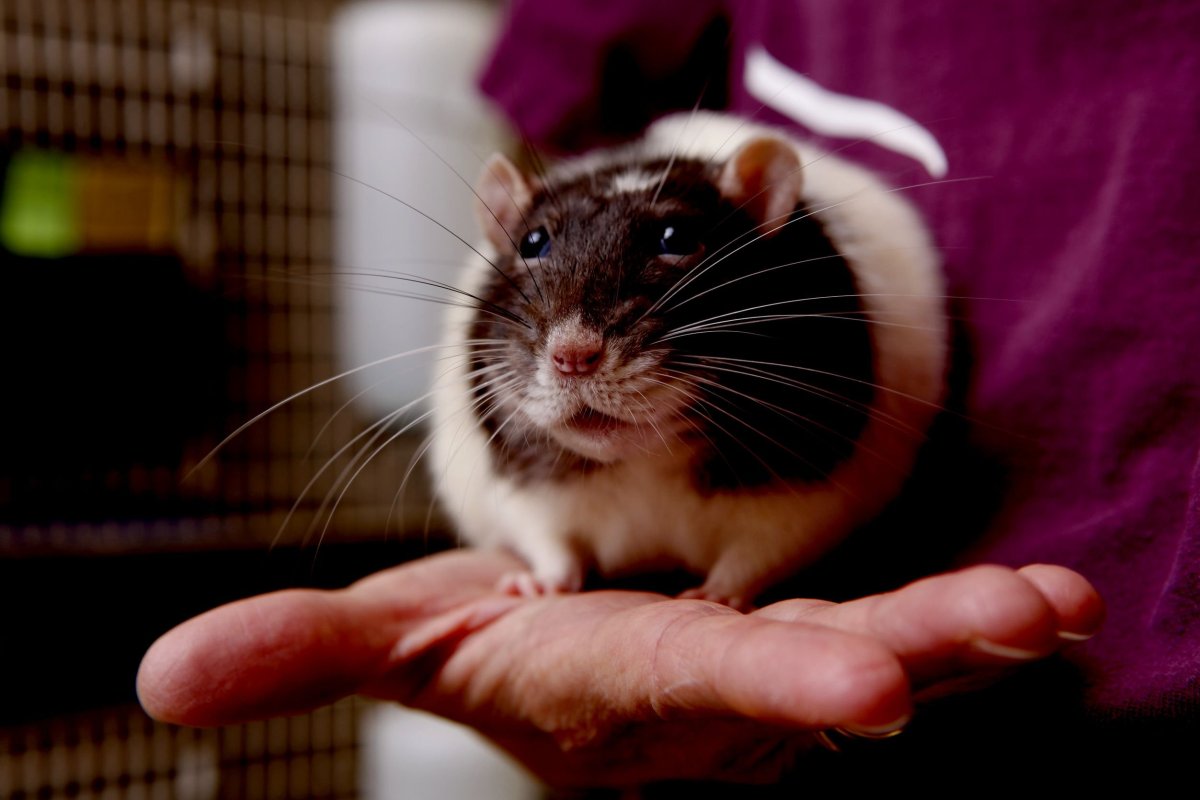 Белые серые и черные крысы