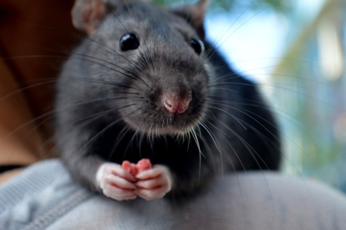 Крыски Дамбо рыжие